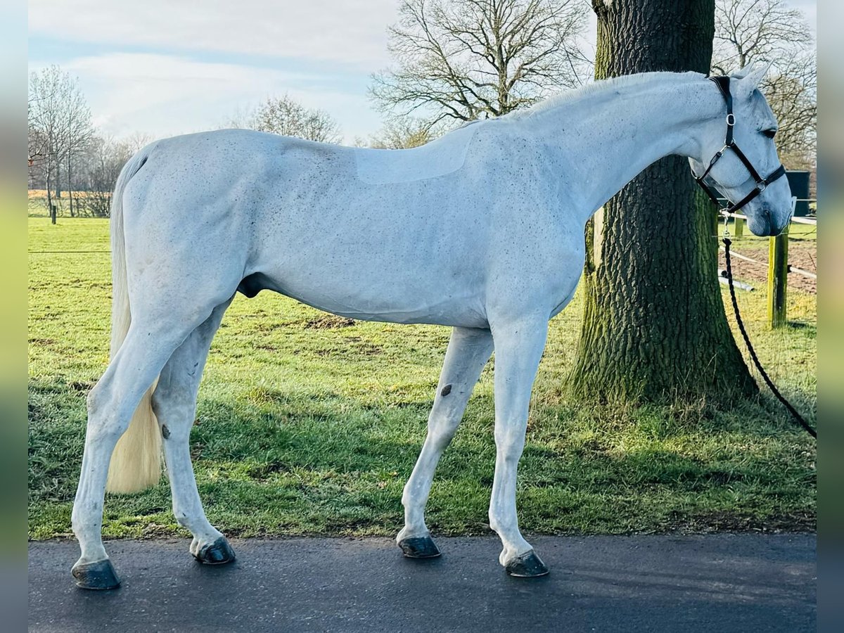 Oldenburgo Semental 9 años 174 cm Tordo in GROTE-BROGEL