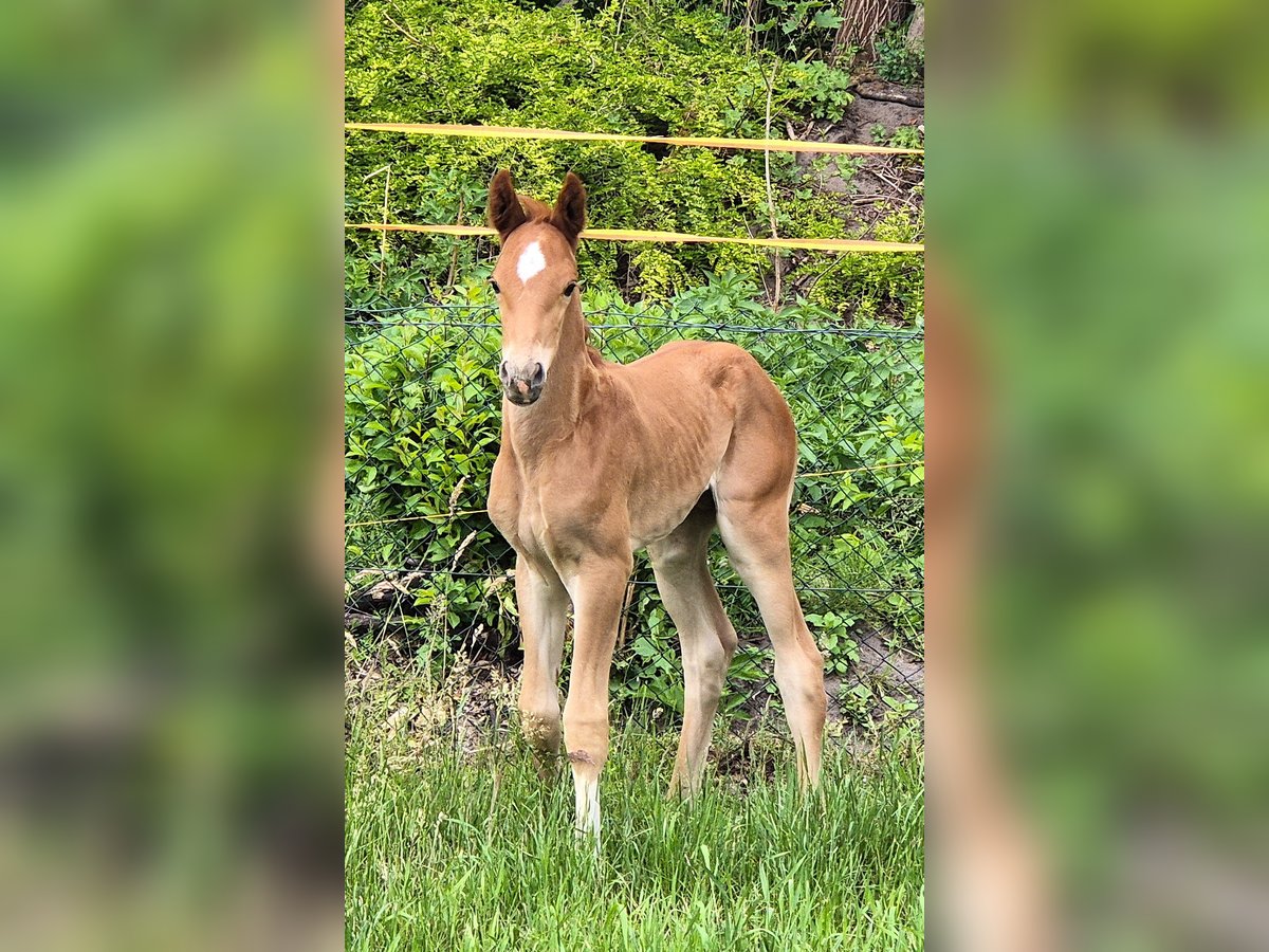 Oldenburgo Semental  168 cm Alazán in Drentwede