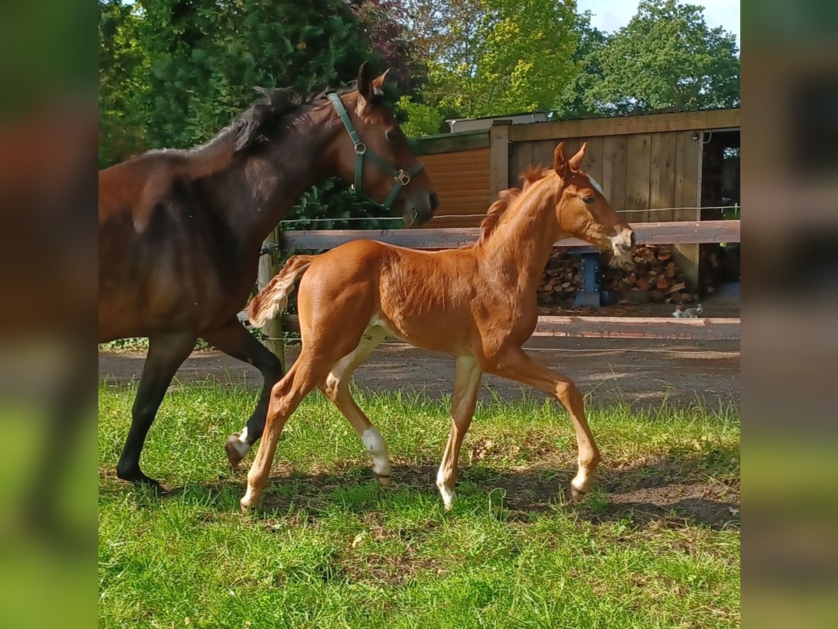 Oldenburgo Semental  168 cm Alazán-tostado in Hude (Oldenburg)