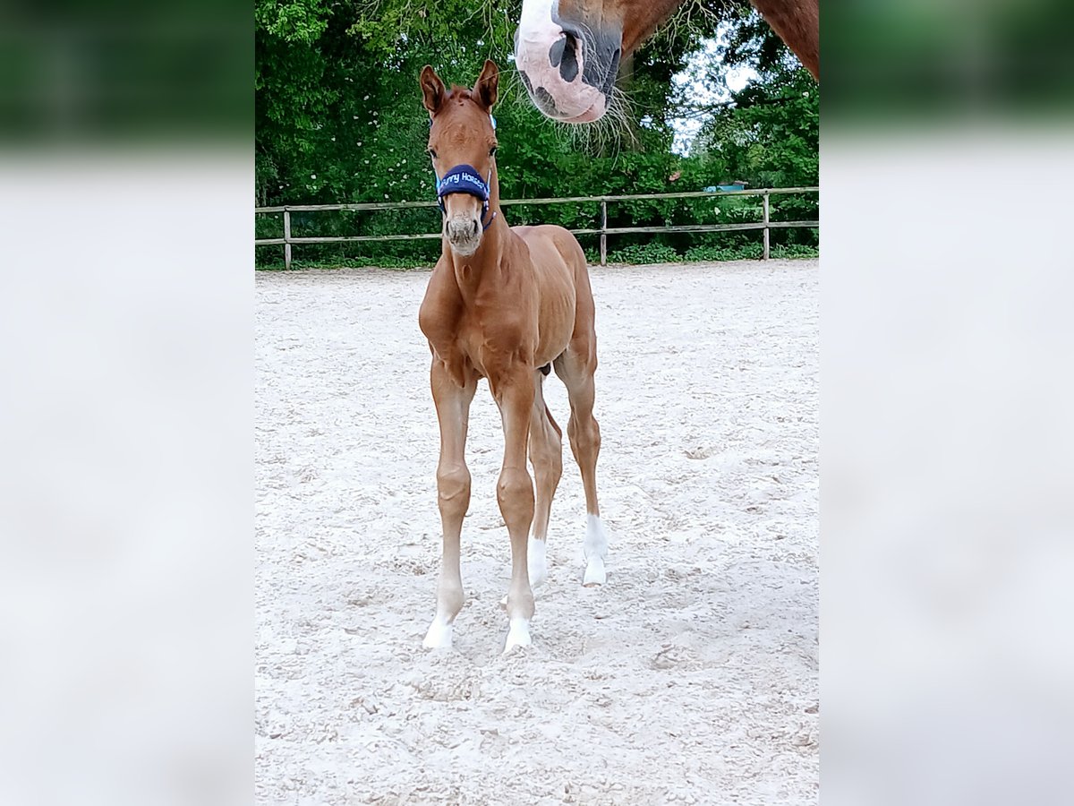 Oldenburgo Semental  170 cm Alazán-tostado in Bad Zwischenahn