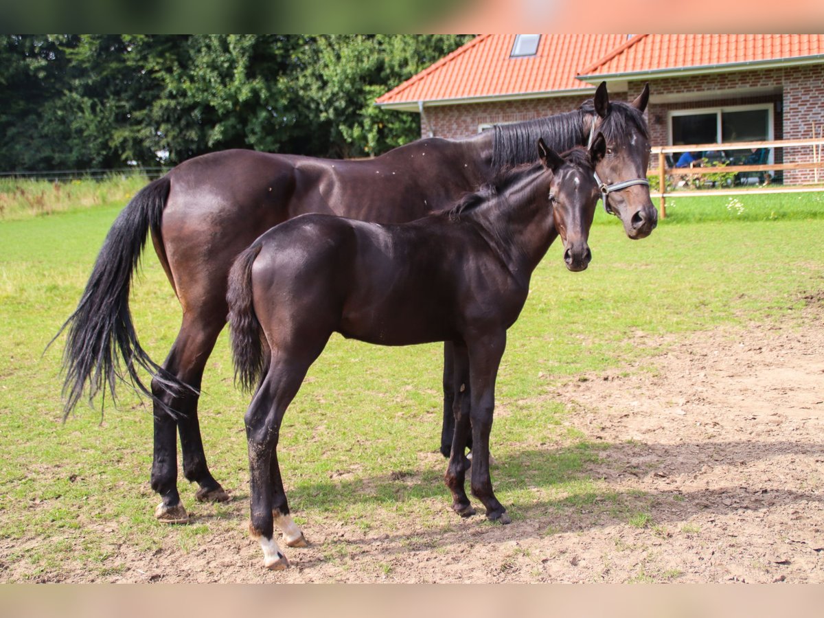 Oldenburgo Semental Potro (03/2025) 170 cm Negro in Visbek