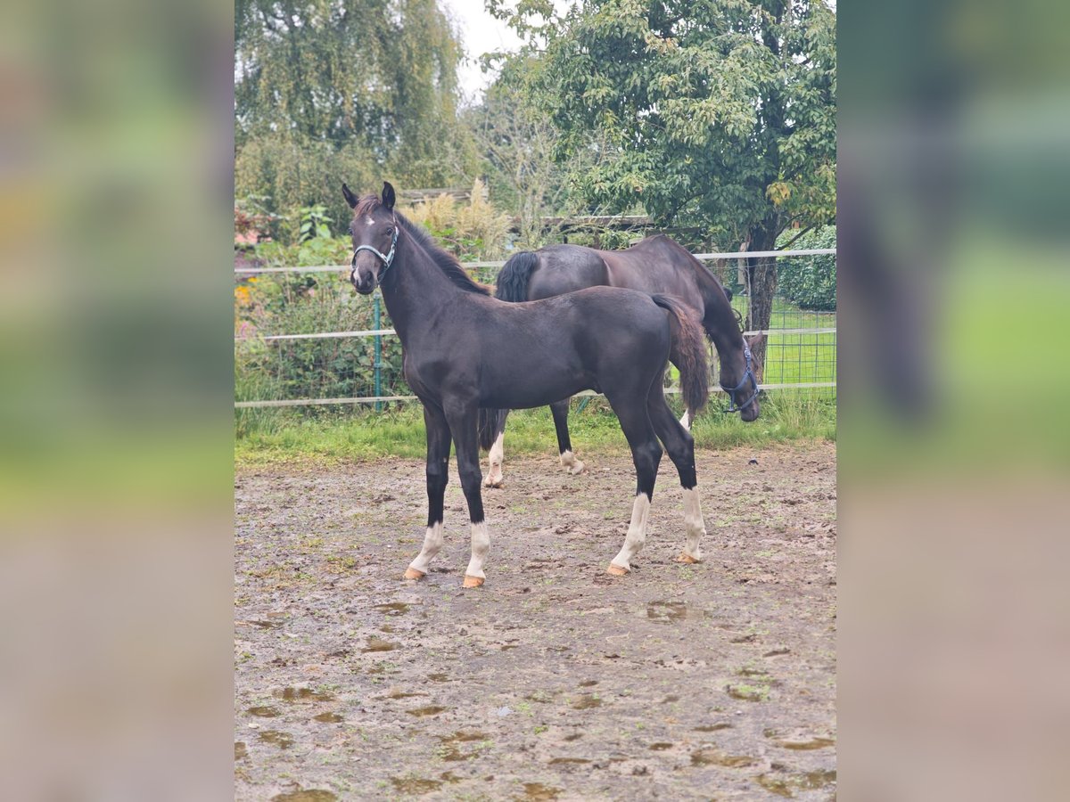 Oldenburgo Semental Potro (04/2025) 170 cm Negro in Gro&#xDF;efehn Bagband