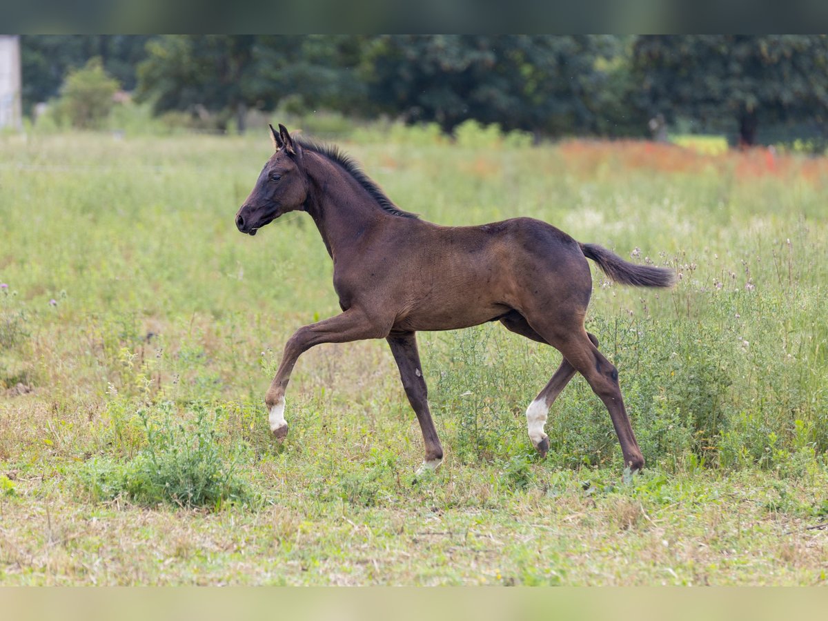 Oldenburgo Semental Potro (03/2025) 172 cm Negro in Alt Krenzlin