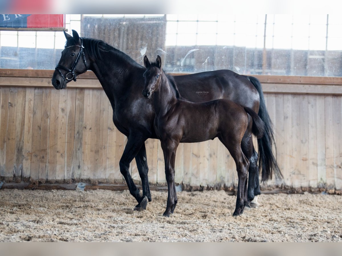 Oldenburgo Semental  Negro in Fehrbellin Protzen