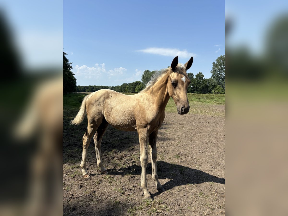 Oldenburgo Mestizo Semental Potro (04/2025) Palomino in Ovelg&#xF6;nne
