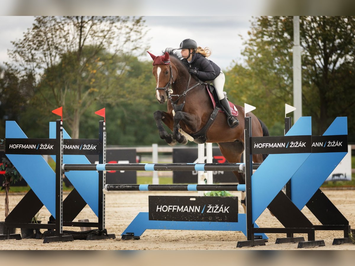 Oldenburgo Yegua 11 años Castaño rojizo in Mlad&#xE1; Boleslav