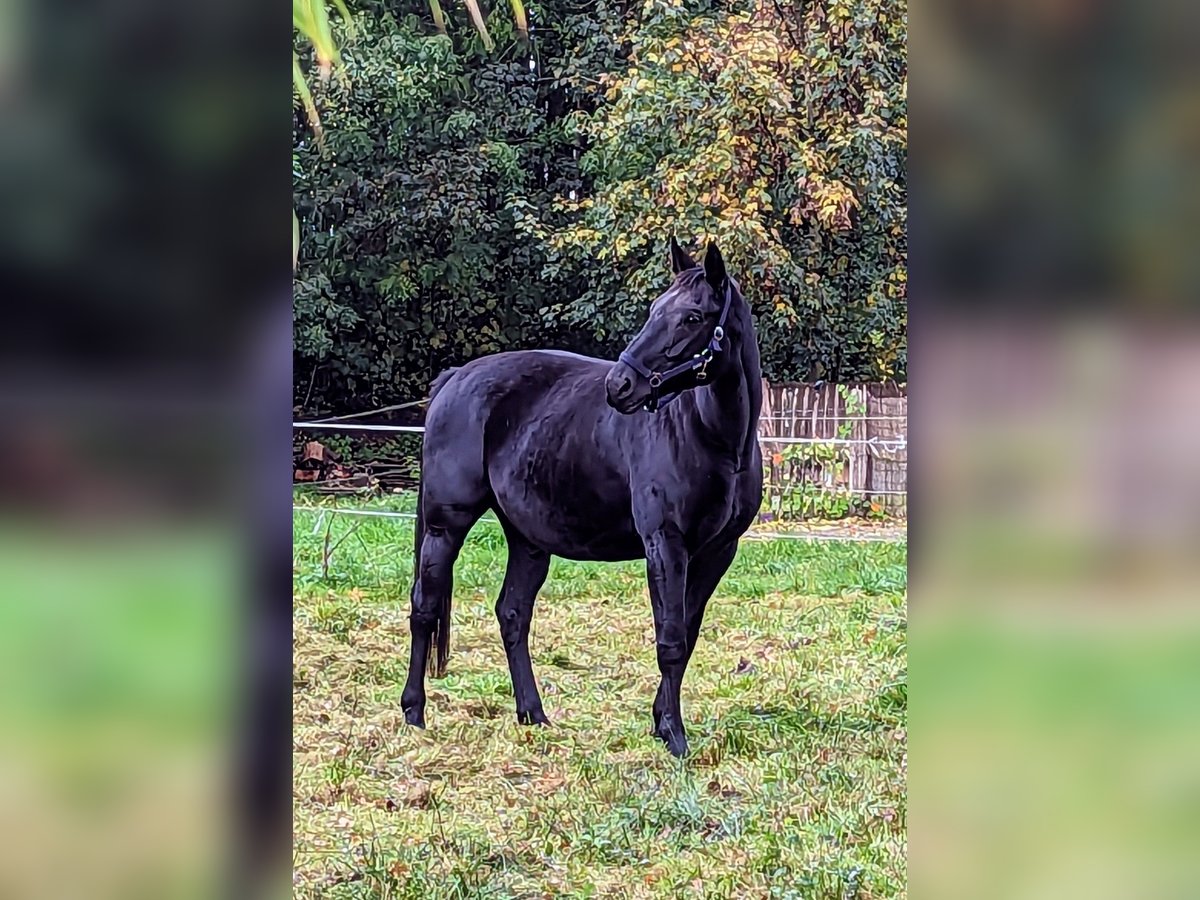 Oldenburgo Yegua 14 años 168 cm Negro in Vechta