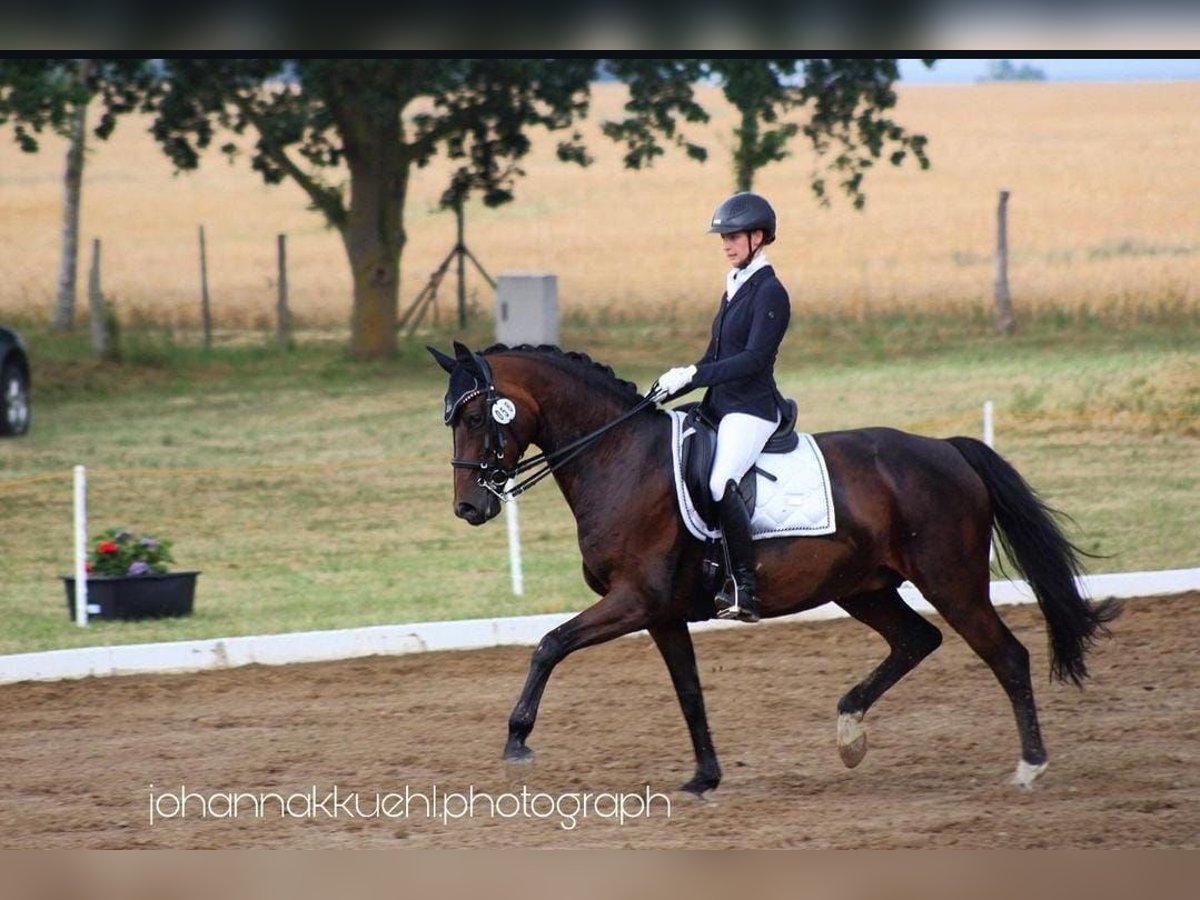 Oldenburgo Yegua 15 años 168 cm Castaño oscuro in Hannover