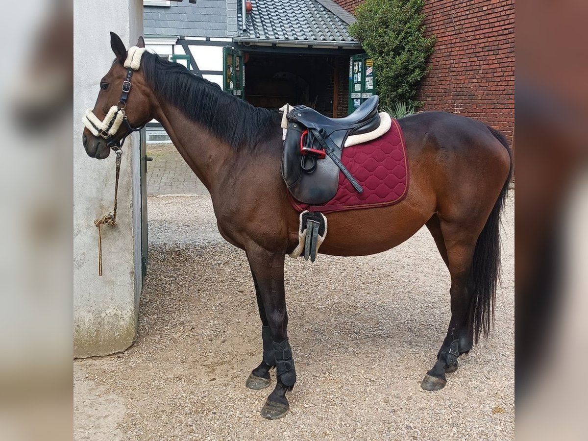 Oldenburgo Yegua 19 años 163 cm Castaño in Langenfeld