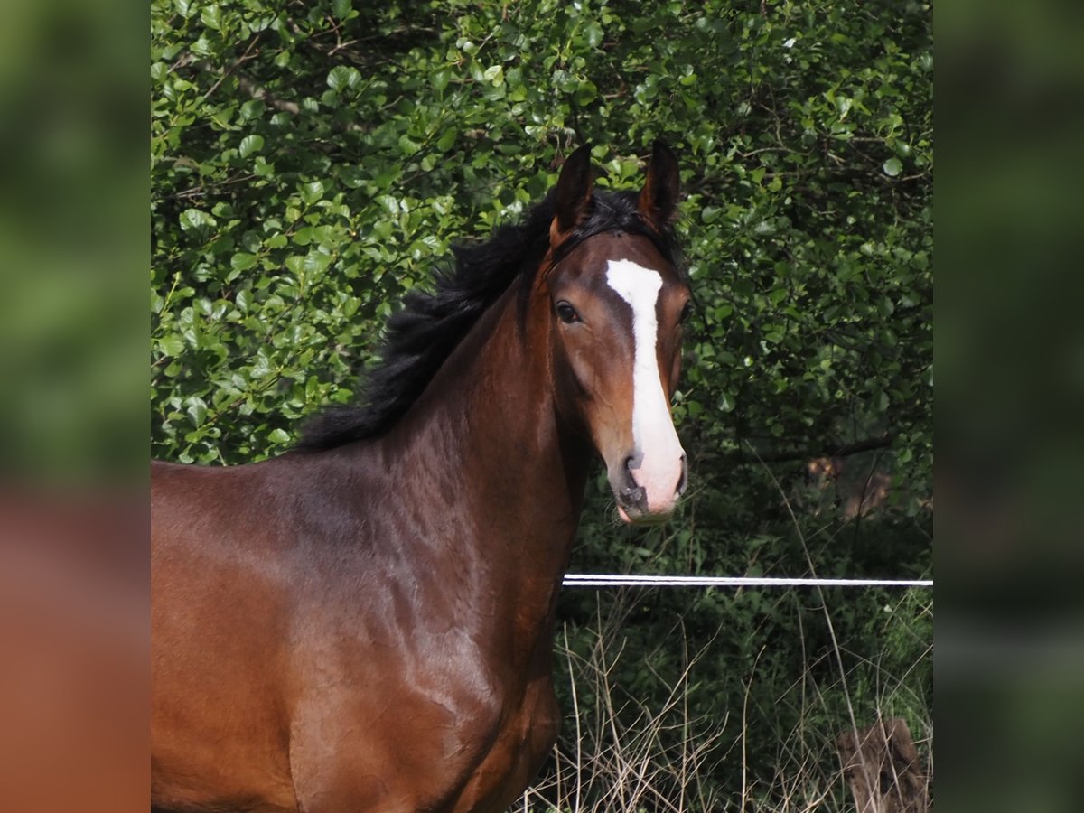 Oldenburgo Yegua 1 año 170 cm Castaño oscuro in Bramsche