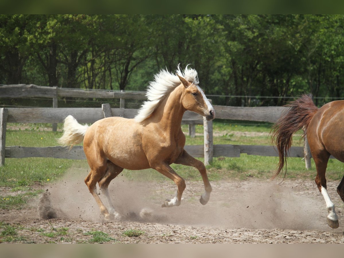 Oldenburgo Yegua 1 año 175 cm Palomino in gl&#xFC;cksburg