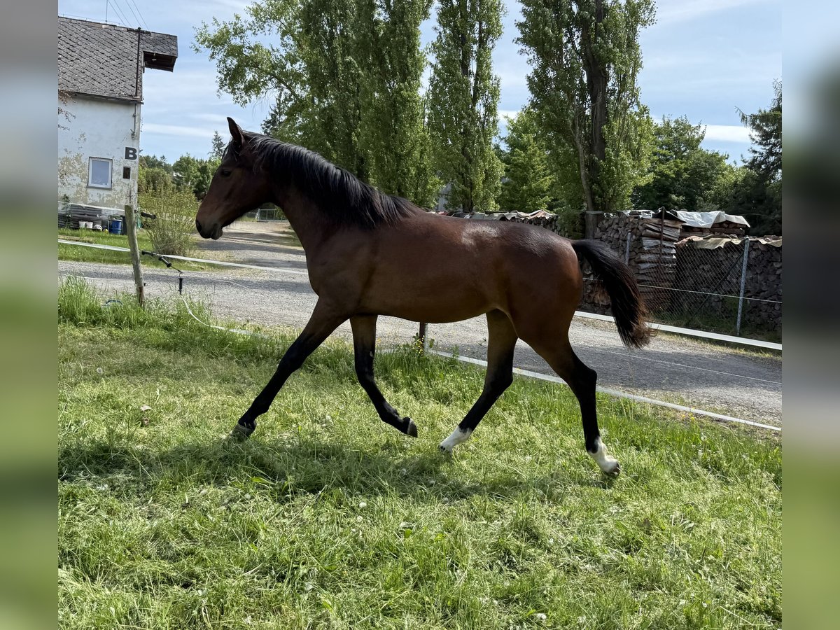 Oldenburgo Yegua 1 año Castaño in Bu&#x161;ovice