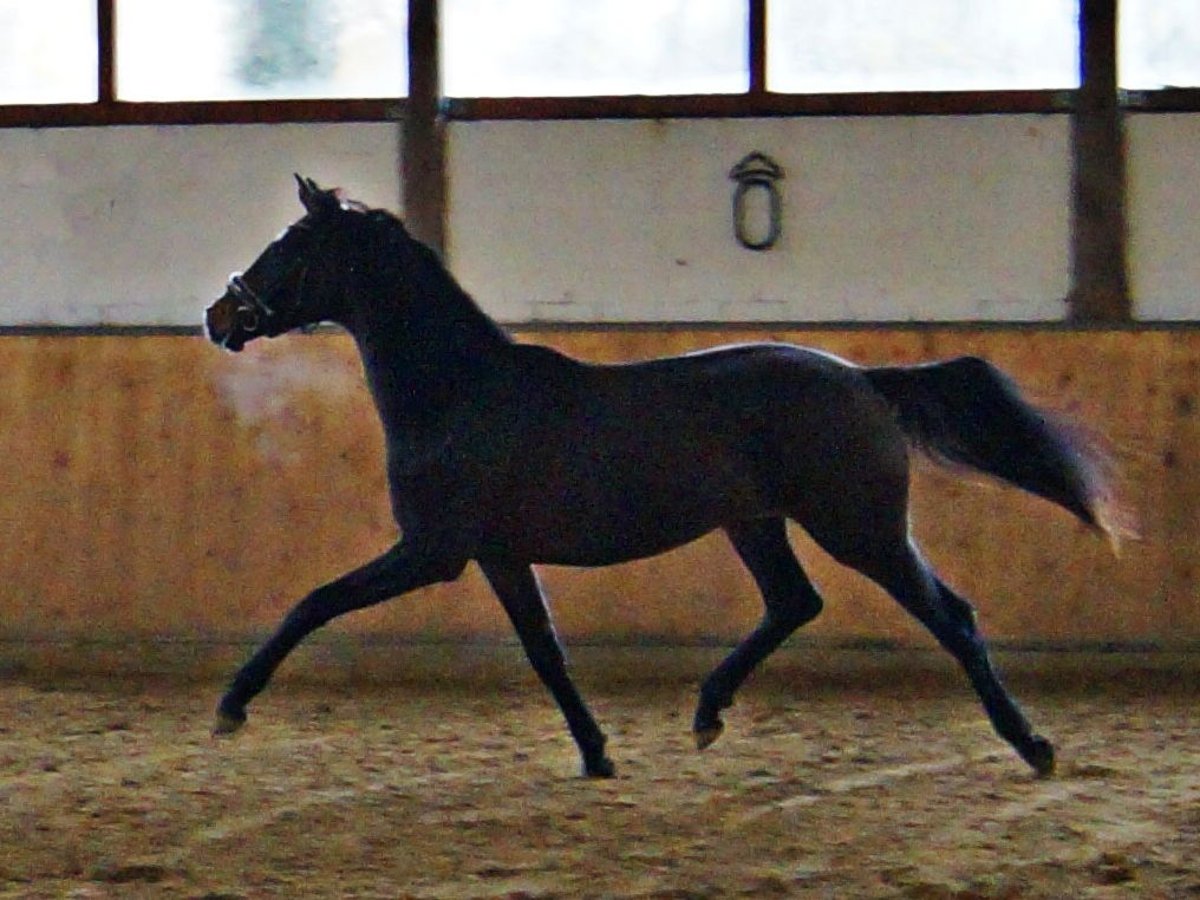 Oldenburgo Yegua 3 años 163 cm Castaño oscuro in Erkrath