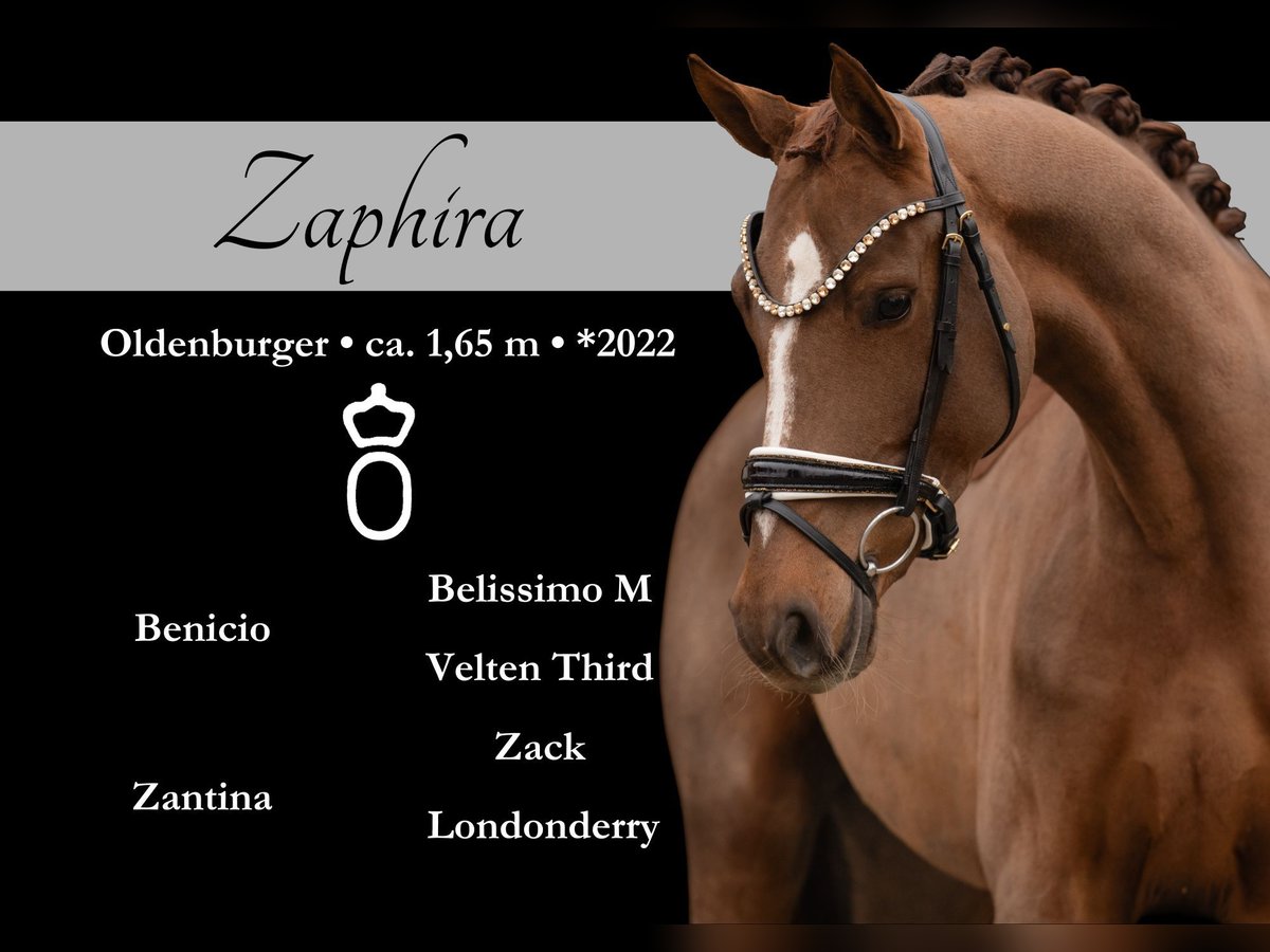 Oldenburgo Yegua 3 años 164 cm Alazán-tostado in Wehringen