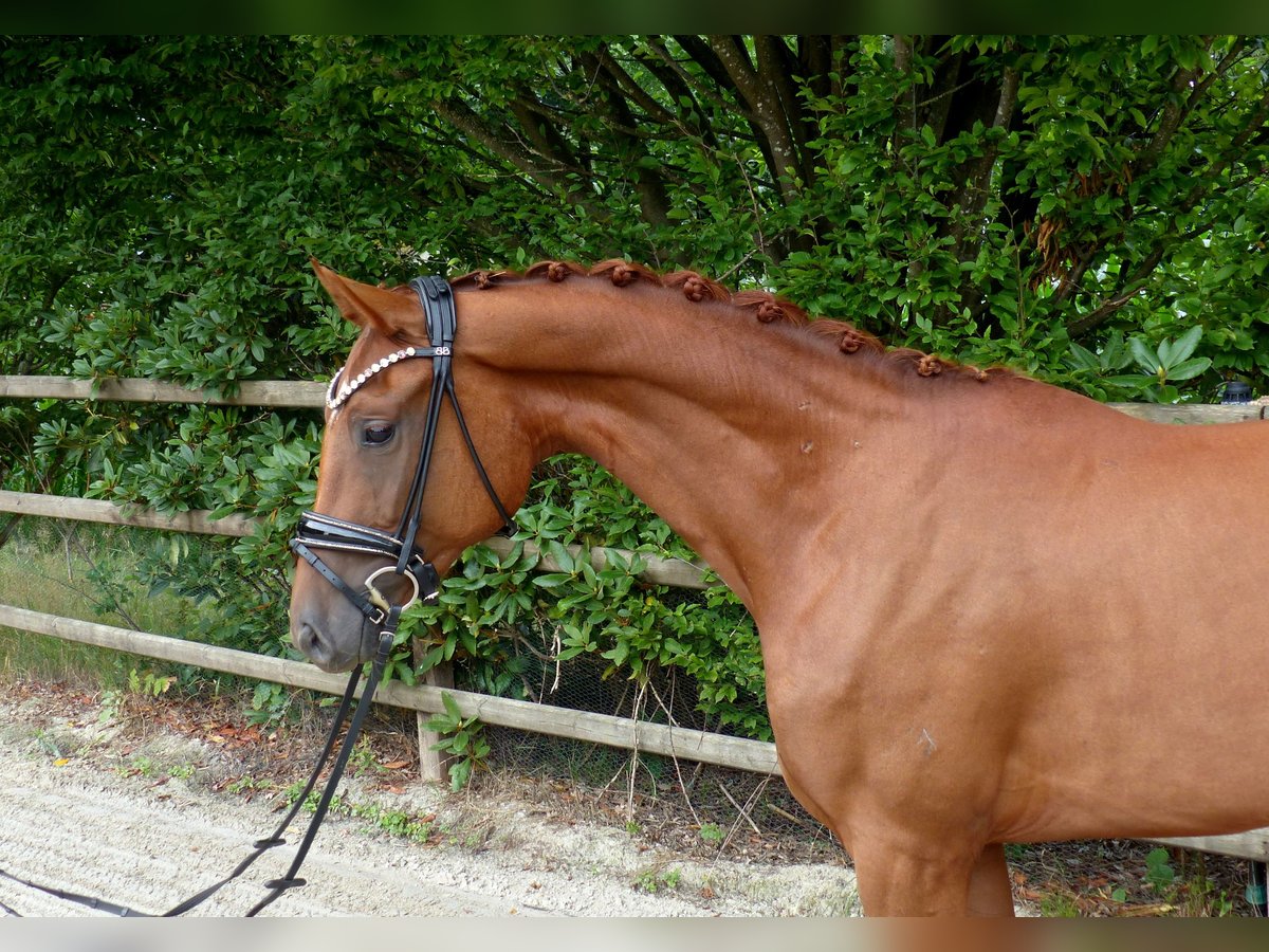 Oldenburgo Yegua 3 años 165 cm Alazán in Drantum