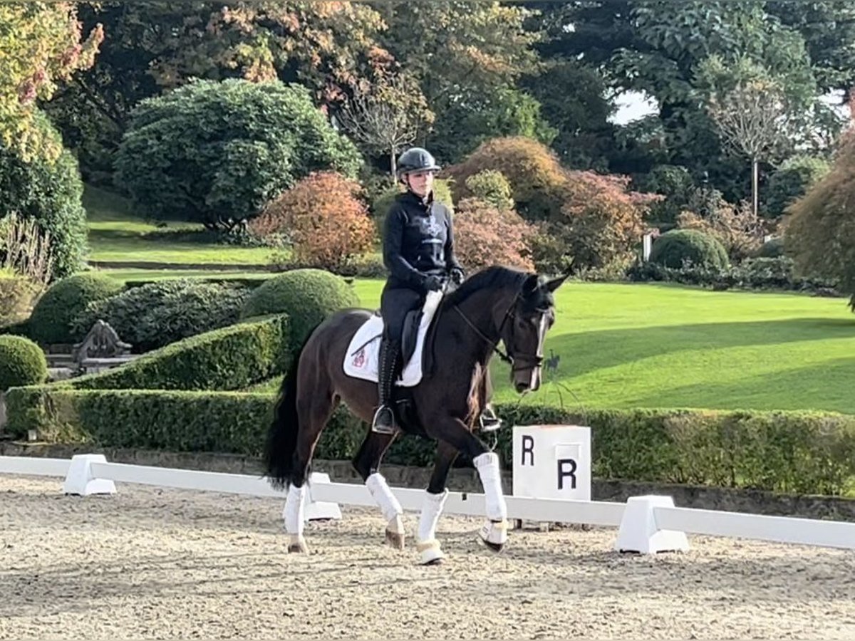 Oldenburgo Yegua 3 años 166 cm in Kronberg im Taunus