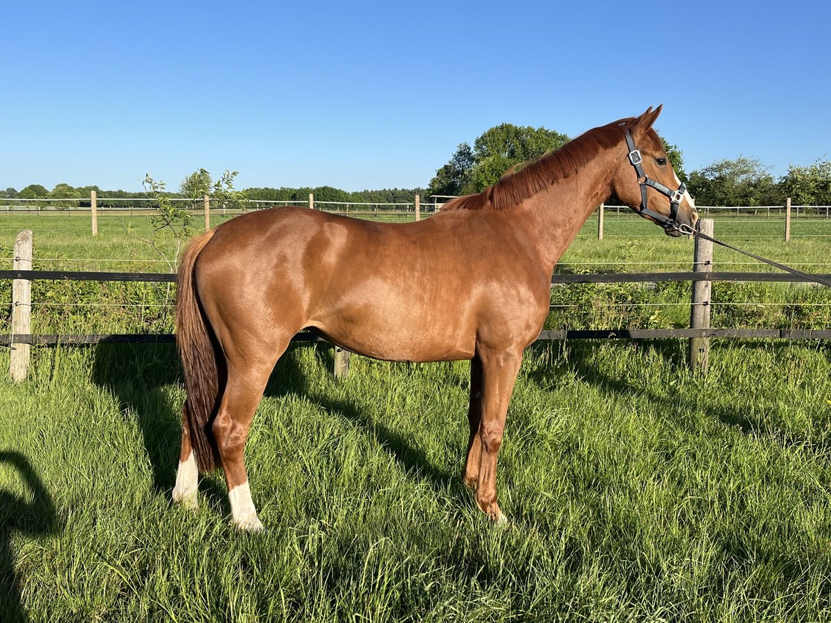 Oldenburgo Yegua 3 años 167 cm Alazán in Werlte