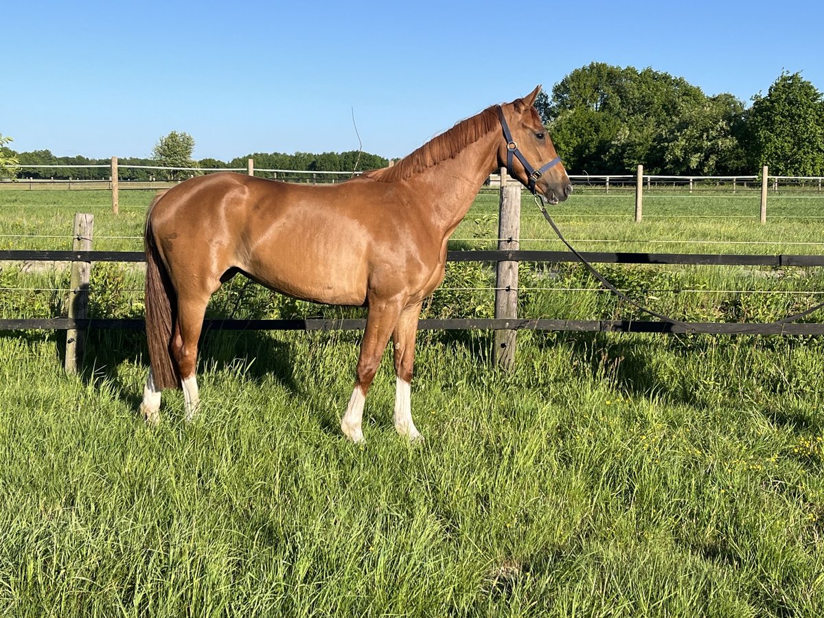 Oldenburgo Yegua 3 años 168 cm Alazán in Werlte