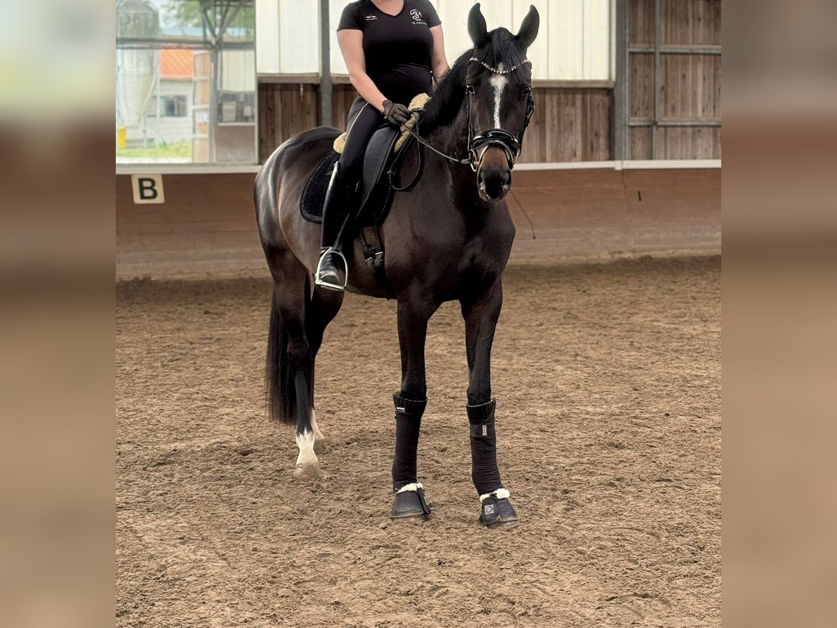 Oldenburgo Yegua 3 años 170 cm Castaño oscuro in Ph&#xF6;ben