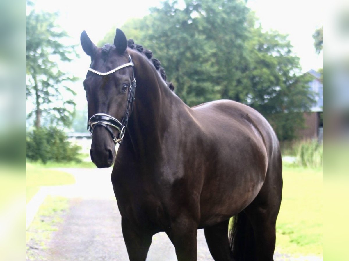 Oldenburgo Yegua 3 años 170 cm Negro in Berne