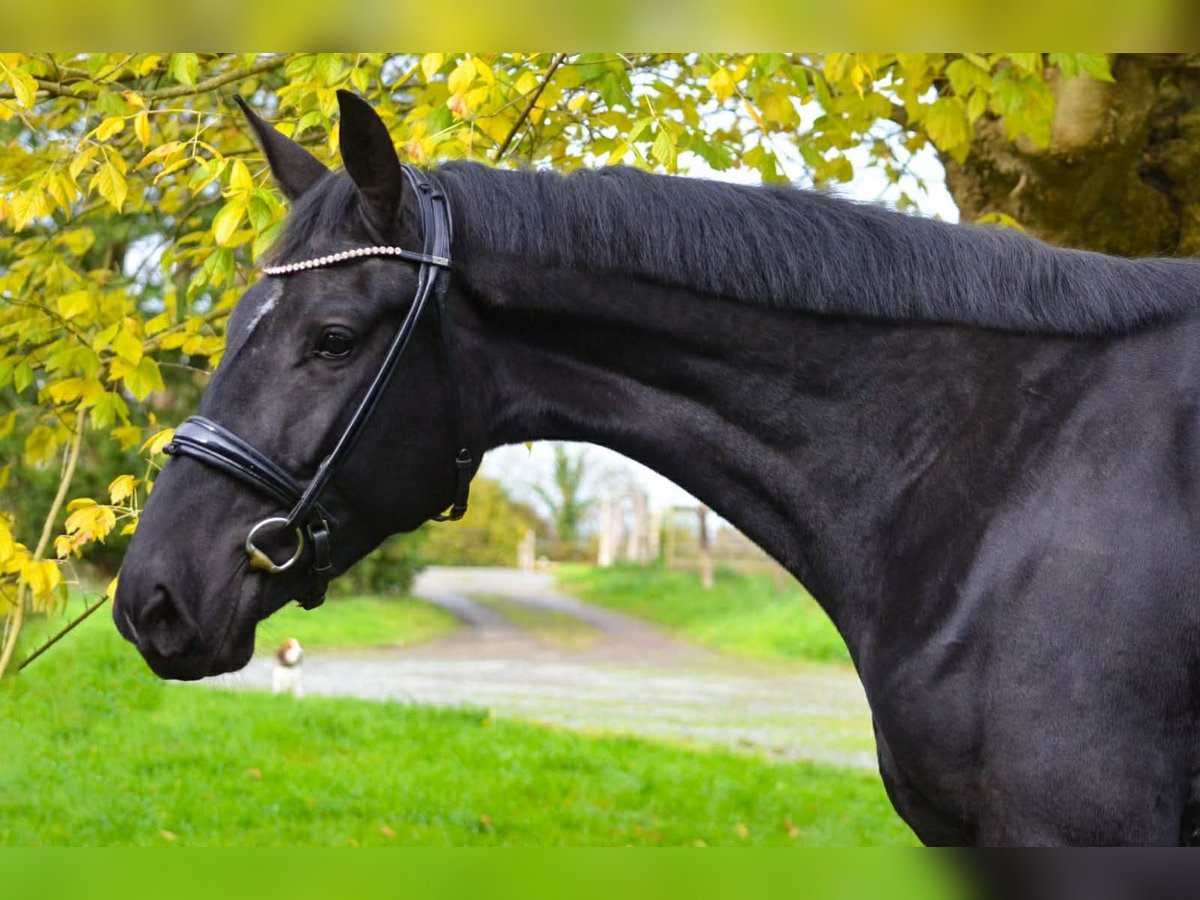 Oldenburgo Yegua 3 años 172 cm Negro in Marigny le Lozon