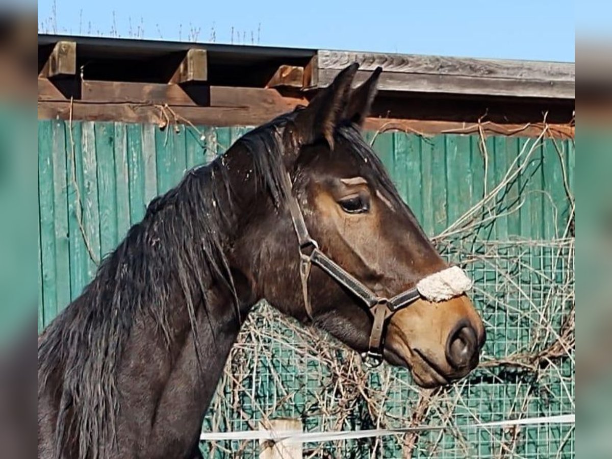 Oldenburgo Yegua 3 años 175 cm Castaño in Fuldatal