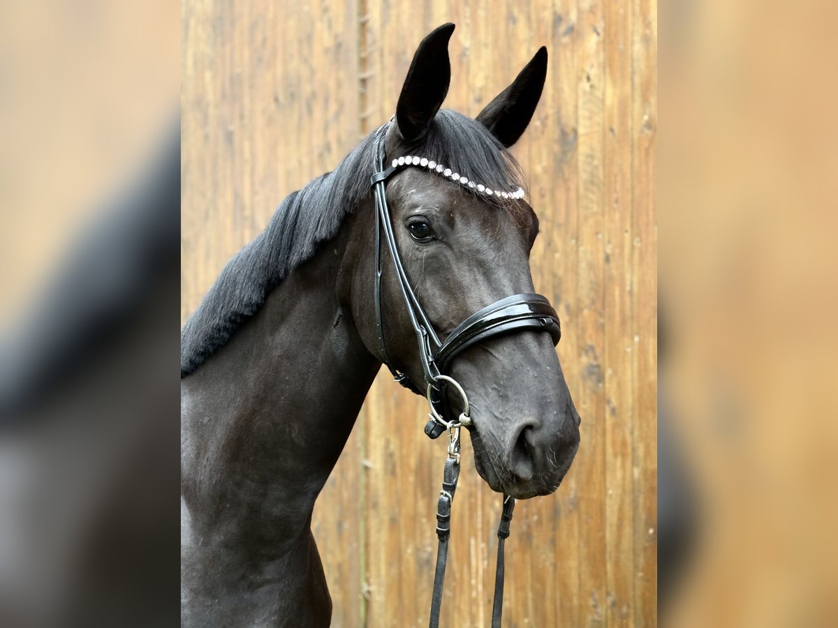 Oldenburgo Yegua 3 años 175 cm Morcillo in Neuenkirchen-V&#xF6;rden