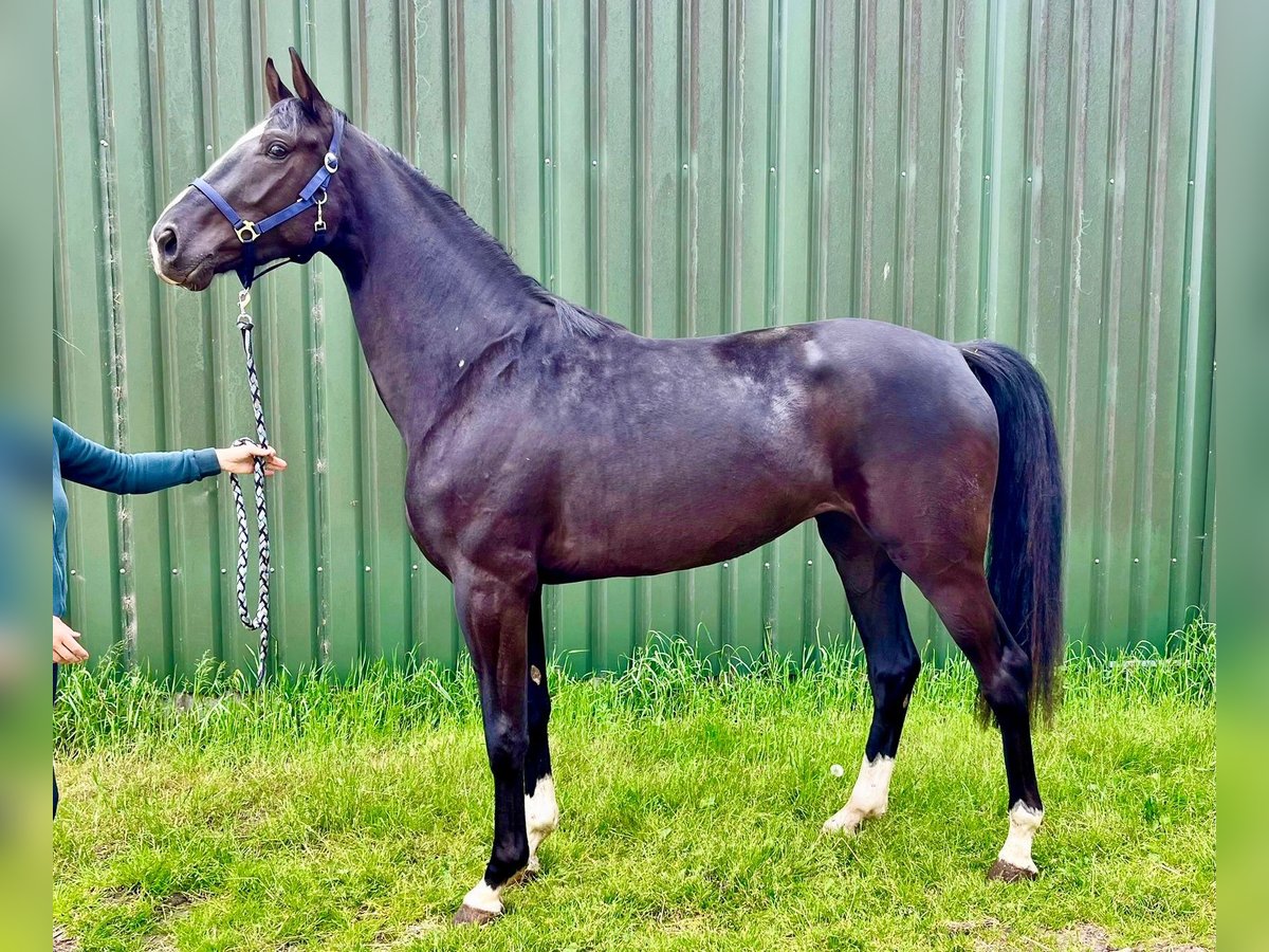 Oldenburgo Yegua 3 años 175 cm Negro in Sande