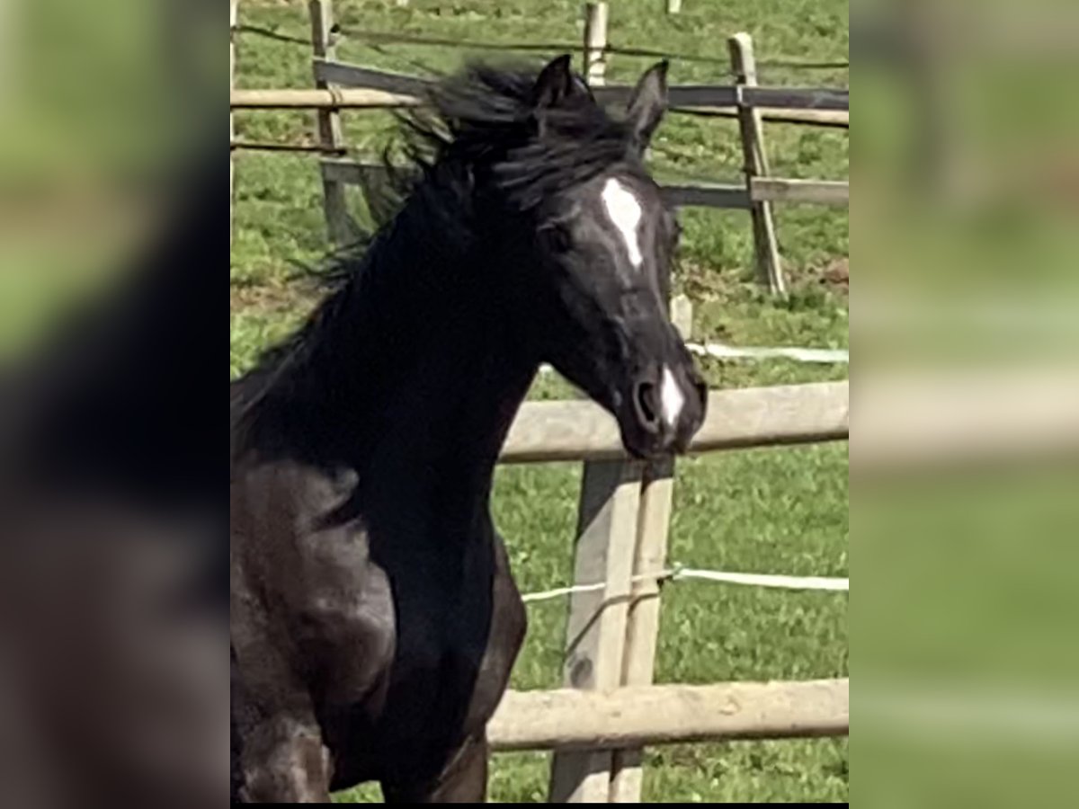 Oldenburgo Yegua 3 años Negro in Vechta