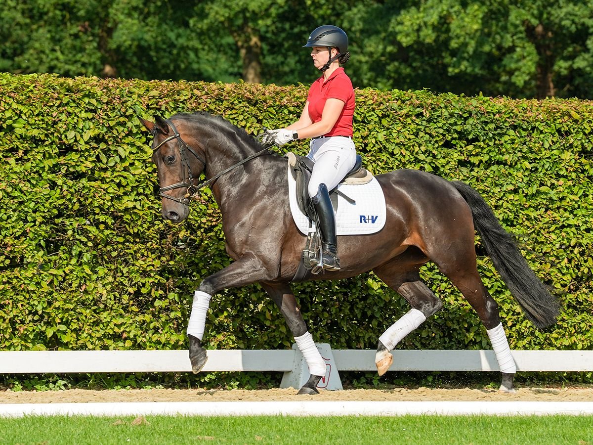 Oldenburgo Yegua 4 años 163 cm Castaño oscuro in Münster