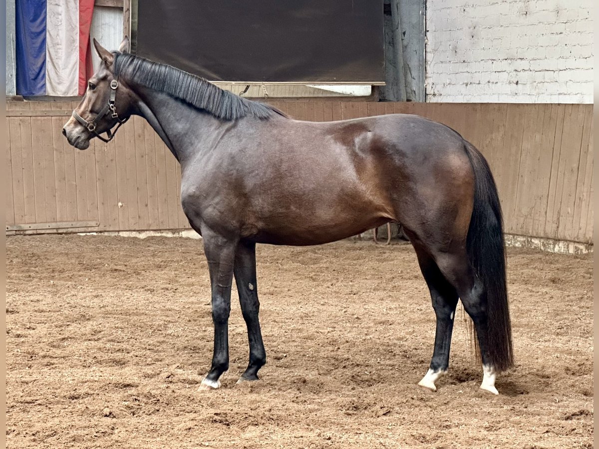 Oldenburgo Yegua 4 años 164 cm Castaño oscuro in Lentf&#xF6;hrden