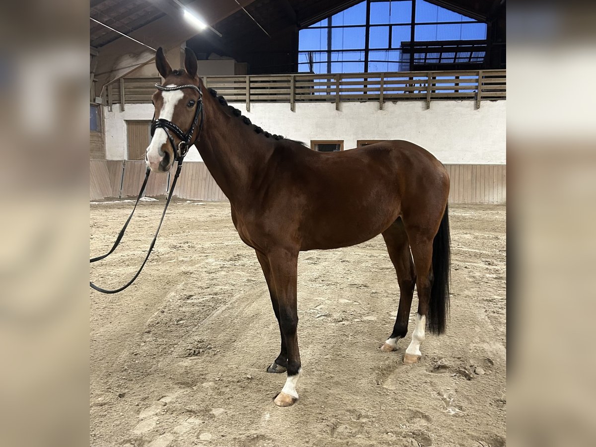 Oldenburgo Yegua 4 años 165 cm Castaño in Altötting