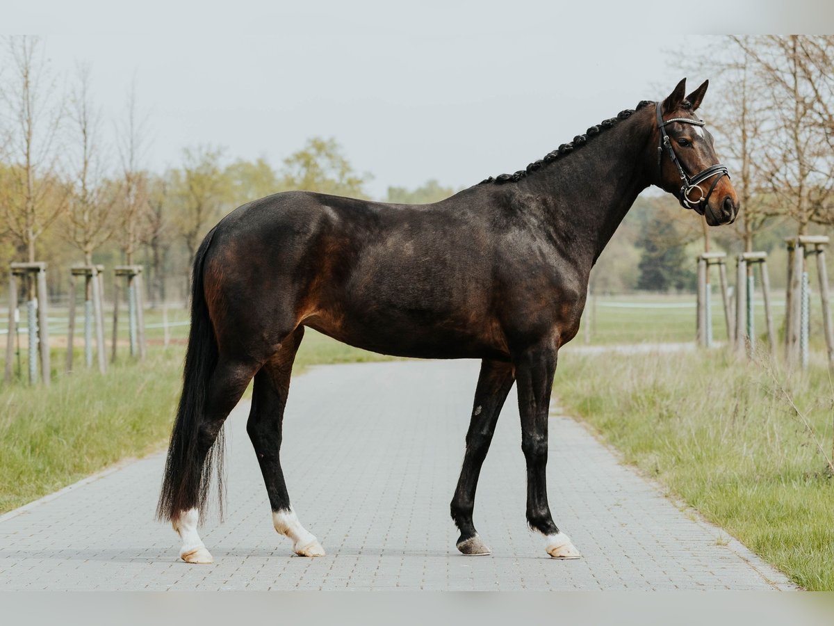 Oldenburgo Yegua 4 años 166 cm Castaño oscuro in L&#xF6;wenberger Land