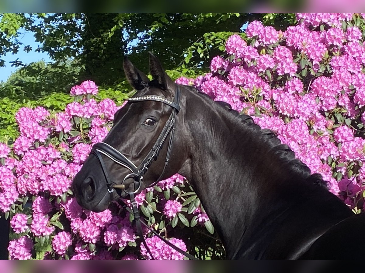 Oldenburgo Yegua 4 años 168 cm Negro in Visbek