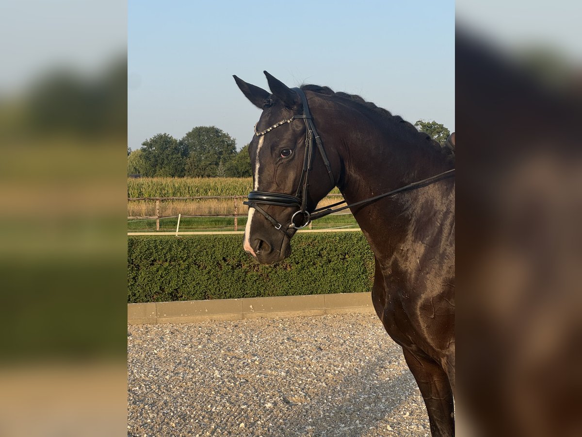 Oldenburgo Yegua 4 años 168 cm Negro in Willich