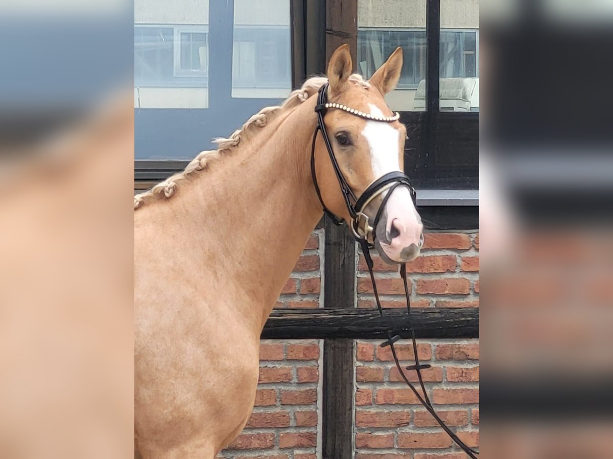 Oldenburgo Yegua 4 años 168 cm Palomino in Heidesheim am Rhein