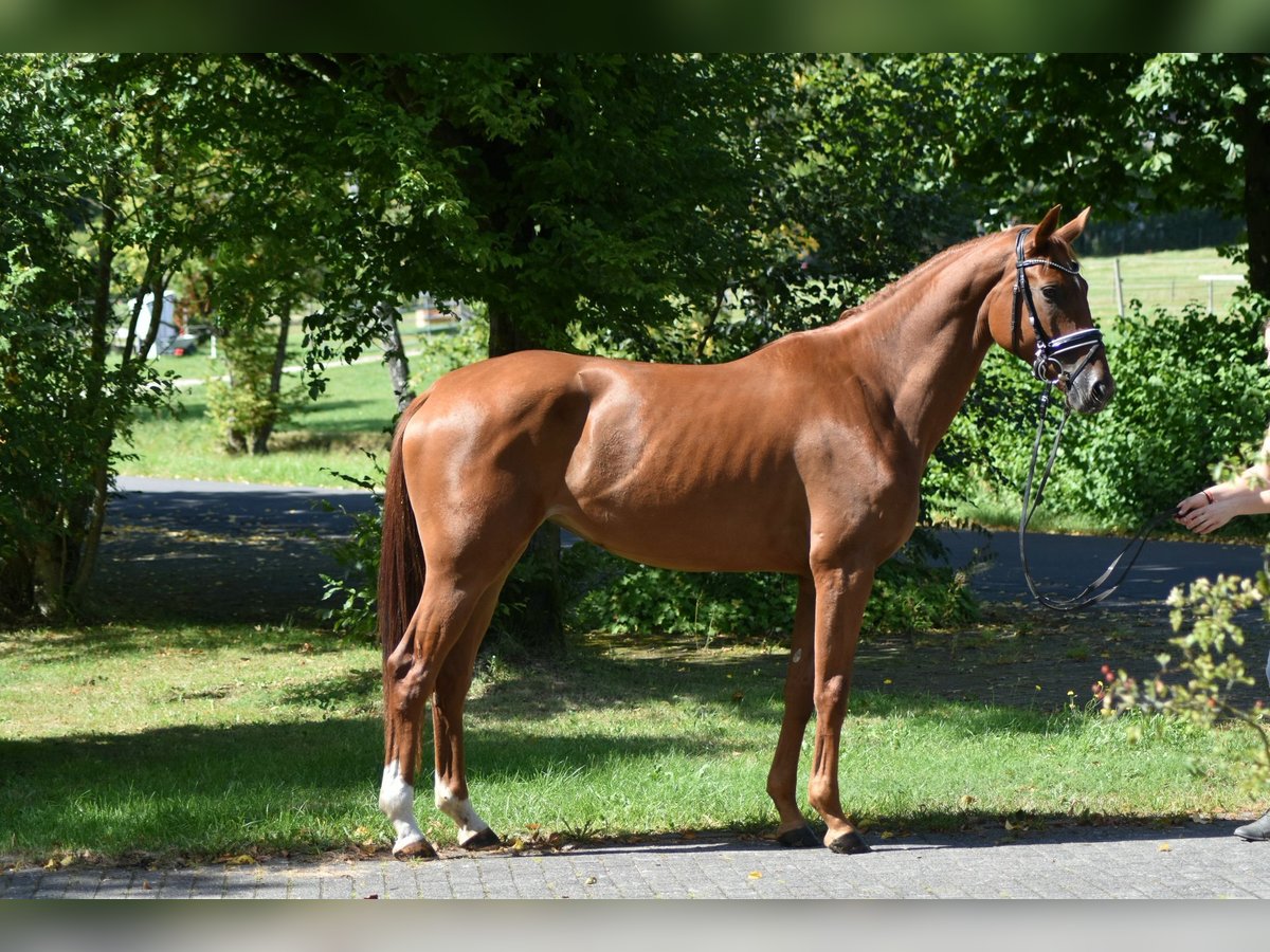 Oldenburgo Yegua 4 años 169 cm Alazán in Herbstein