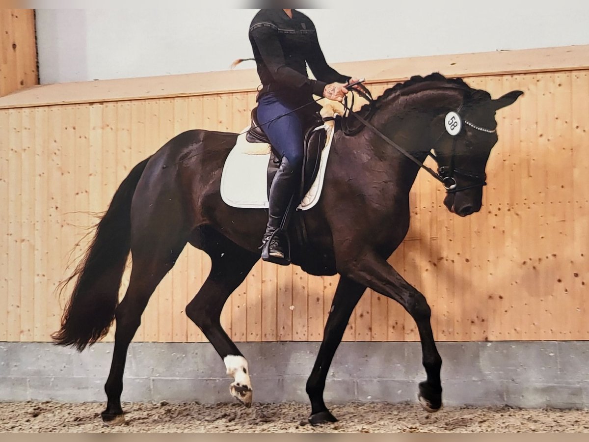 Oldenburgo Yegua 4 años 169 cm Negro in Hennweiler