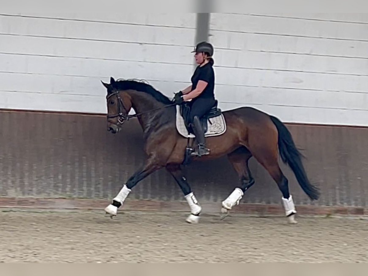 Oldenburgo Yegua 4 años 170 cm Castaño oscuro in Lohne (Oldenburg)