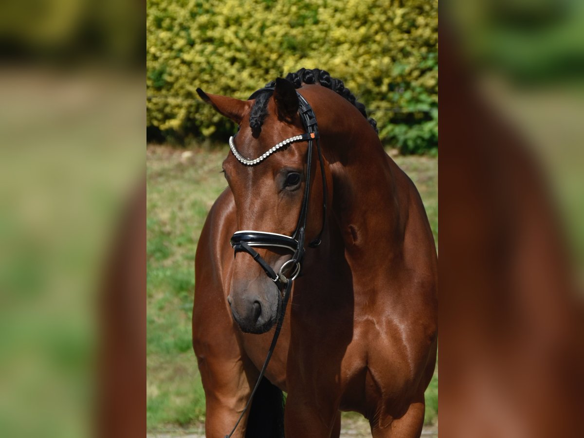 Oldenburgo Yegua 4 años 173 cm Castaño in F&#xFC;rstenau
