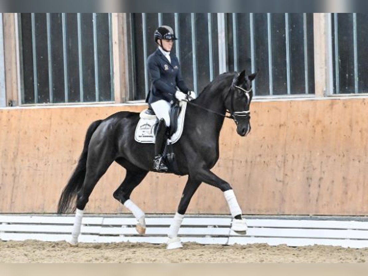 Oldenburgo Yegua 4 años Negro in Steinfeld (Oldenburg)