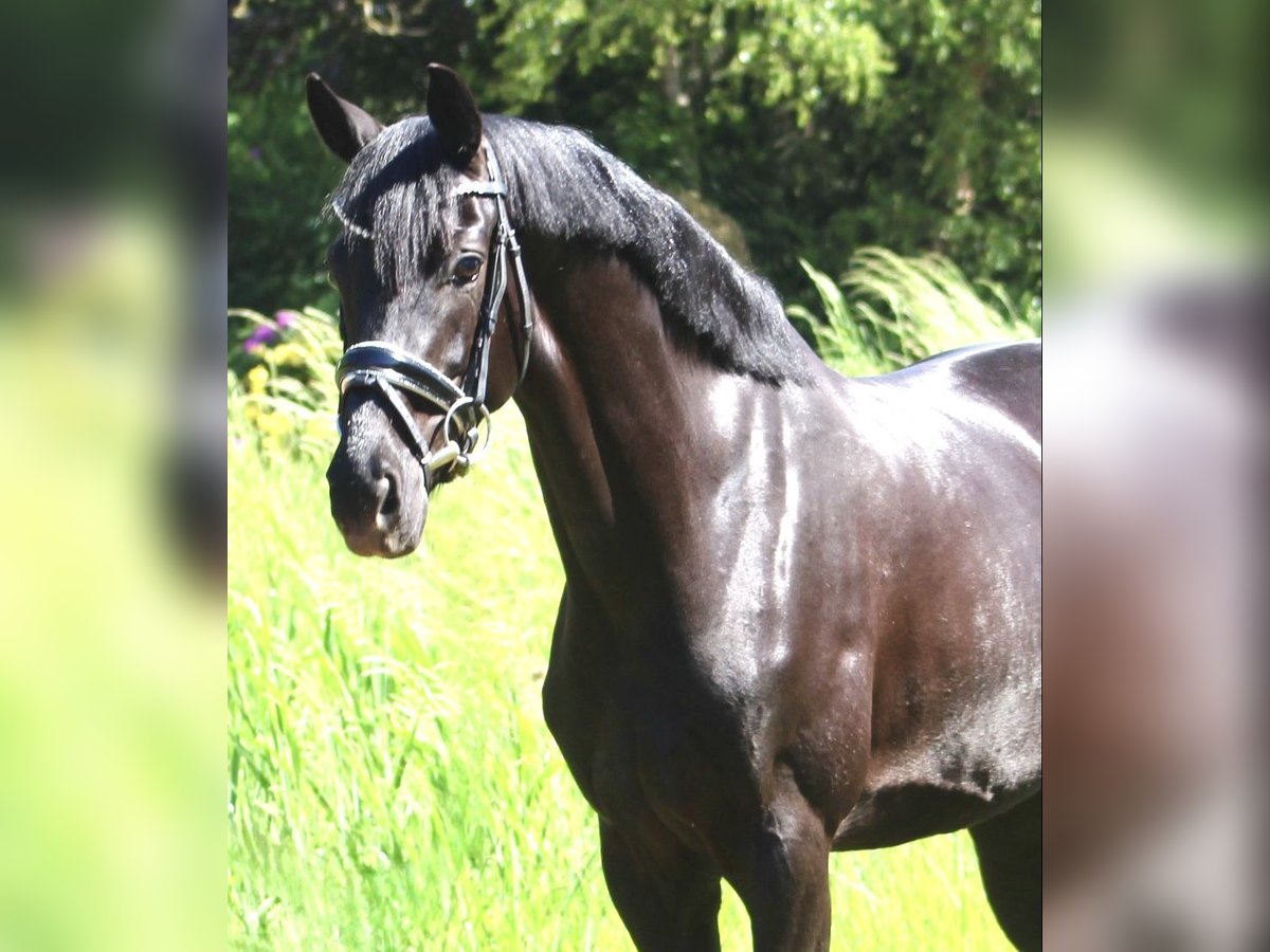 Oldenburgo Yegua 5 años 160 cm Negro in Berne