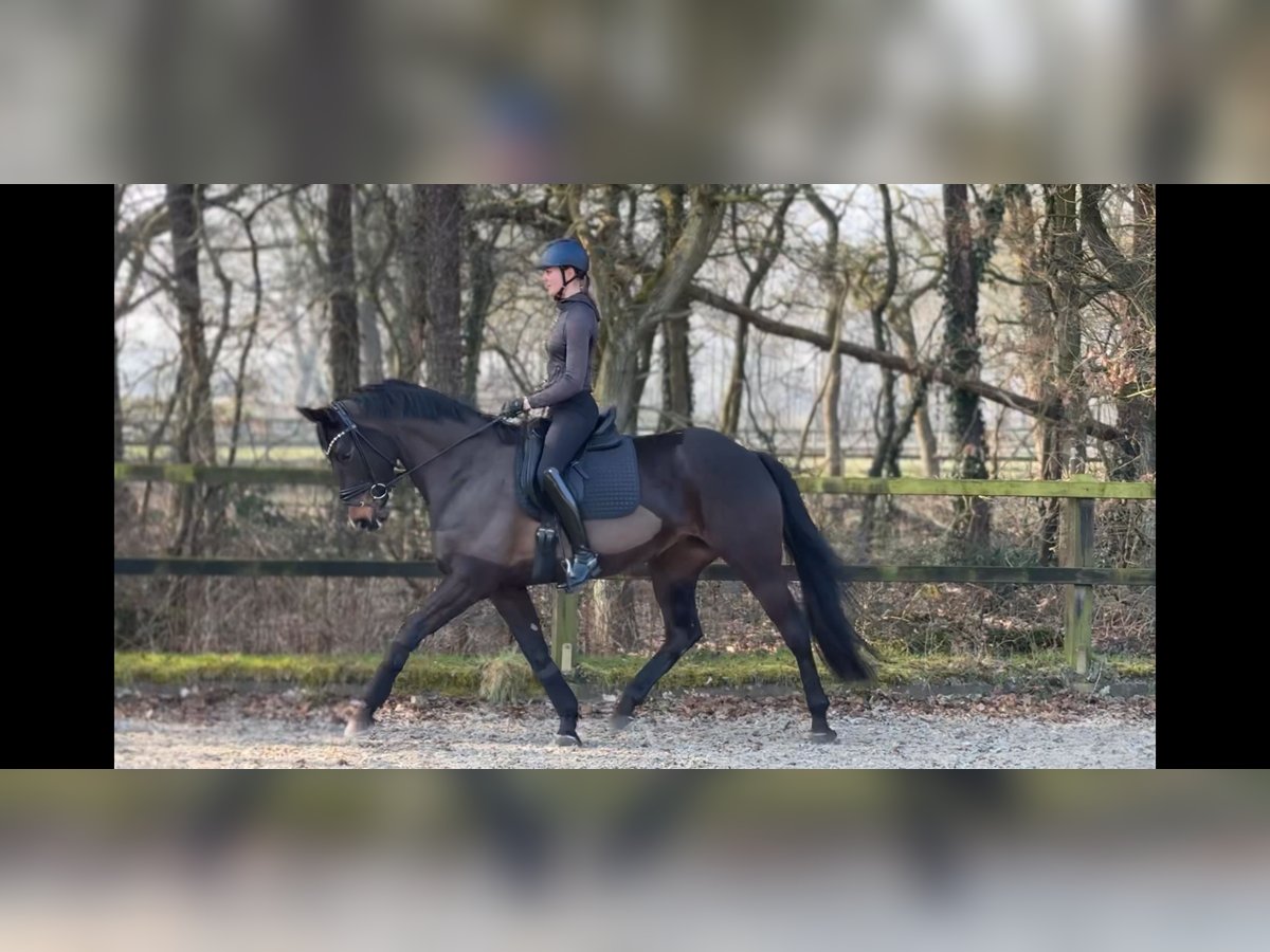 Oldenburgo Yegua 5 años 166 cm Castaño oscuro in Wardenburg
