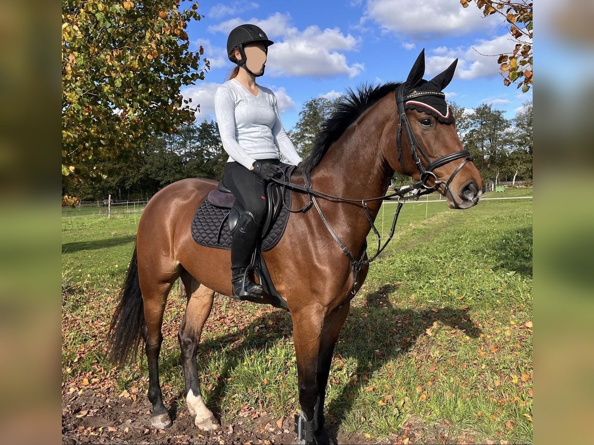 Oldenburgo Yegua 5 años 167 cm Castaño in Edewecht