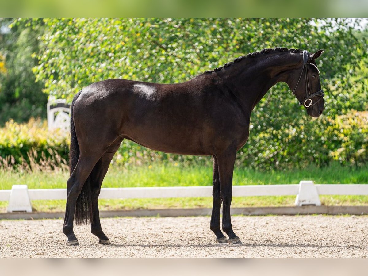 Oldenburgo Yegua 5 años 168 cm in Daaden