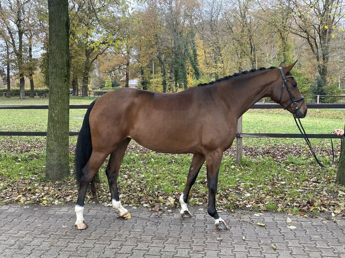 Oldenburgo Yegua 5 años 168 cm Castaño in Löningen