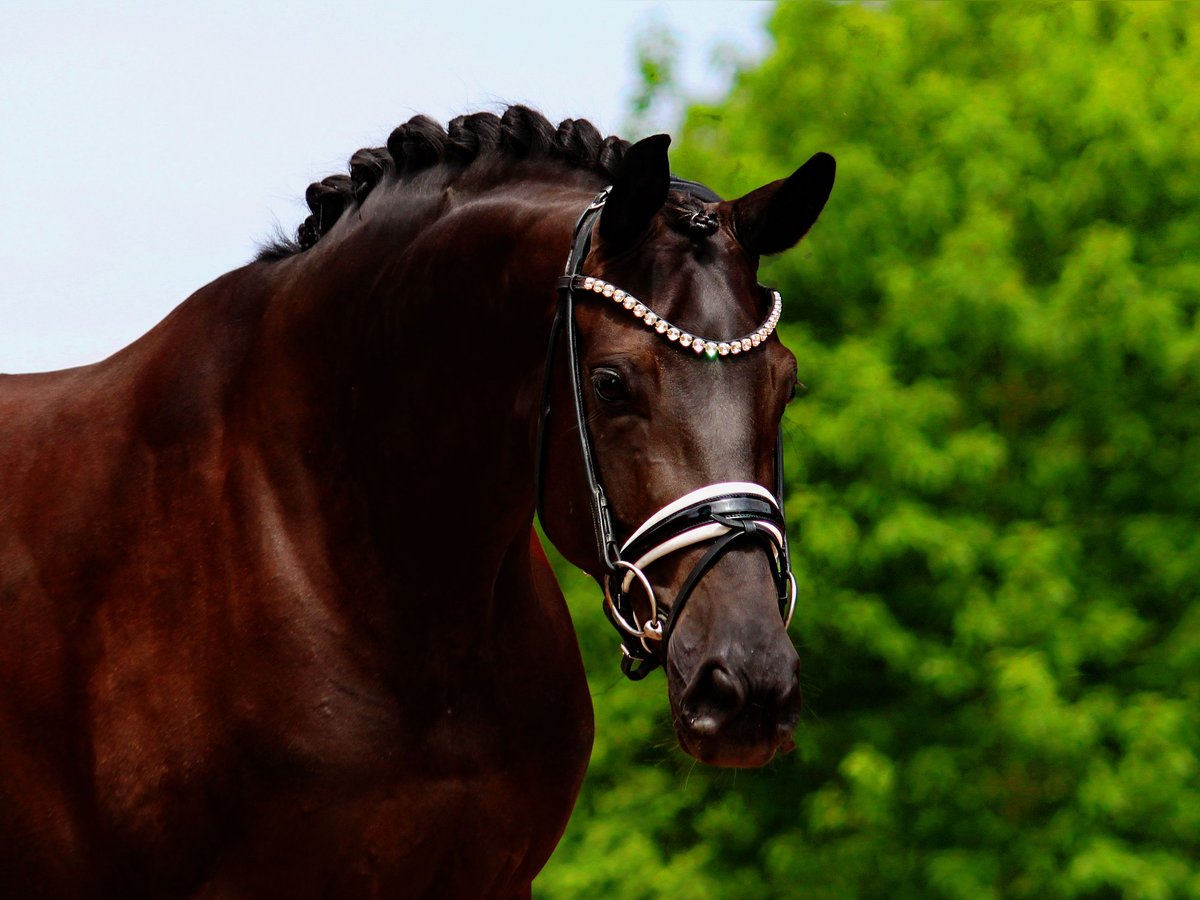 Oldenburgo Yegua 5 años 168 cm Negro in Lienen