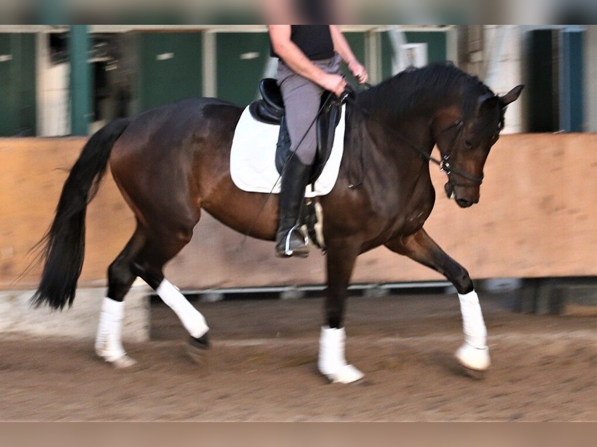 Oldenburgo Yegua 5 años 169 cm Castaño oscuro in Visbek