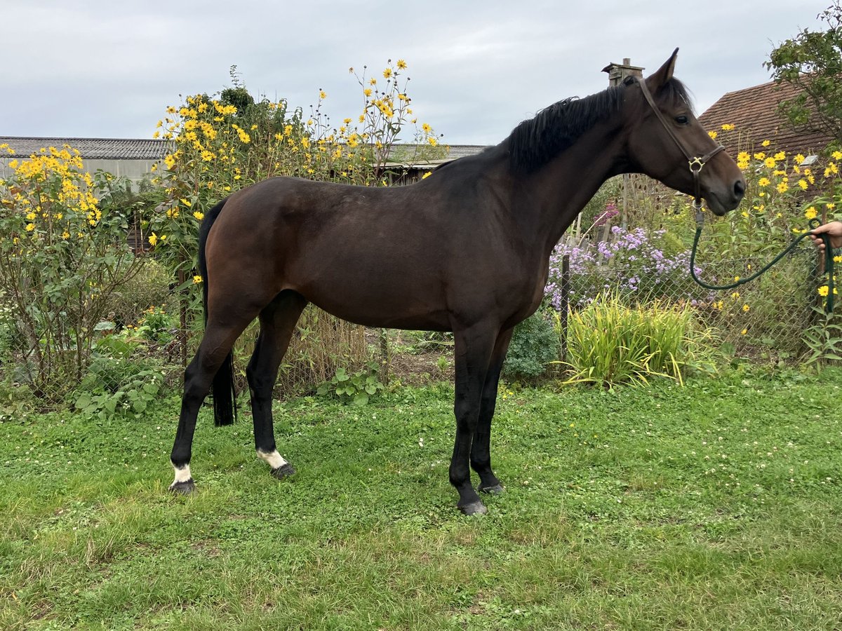 Oldenburgo Yegua 6 años 162 cm Castaño oscuro in Emmendingen