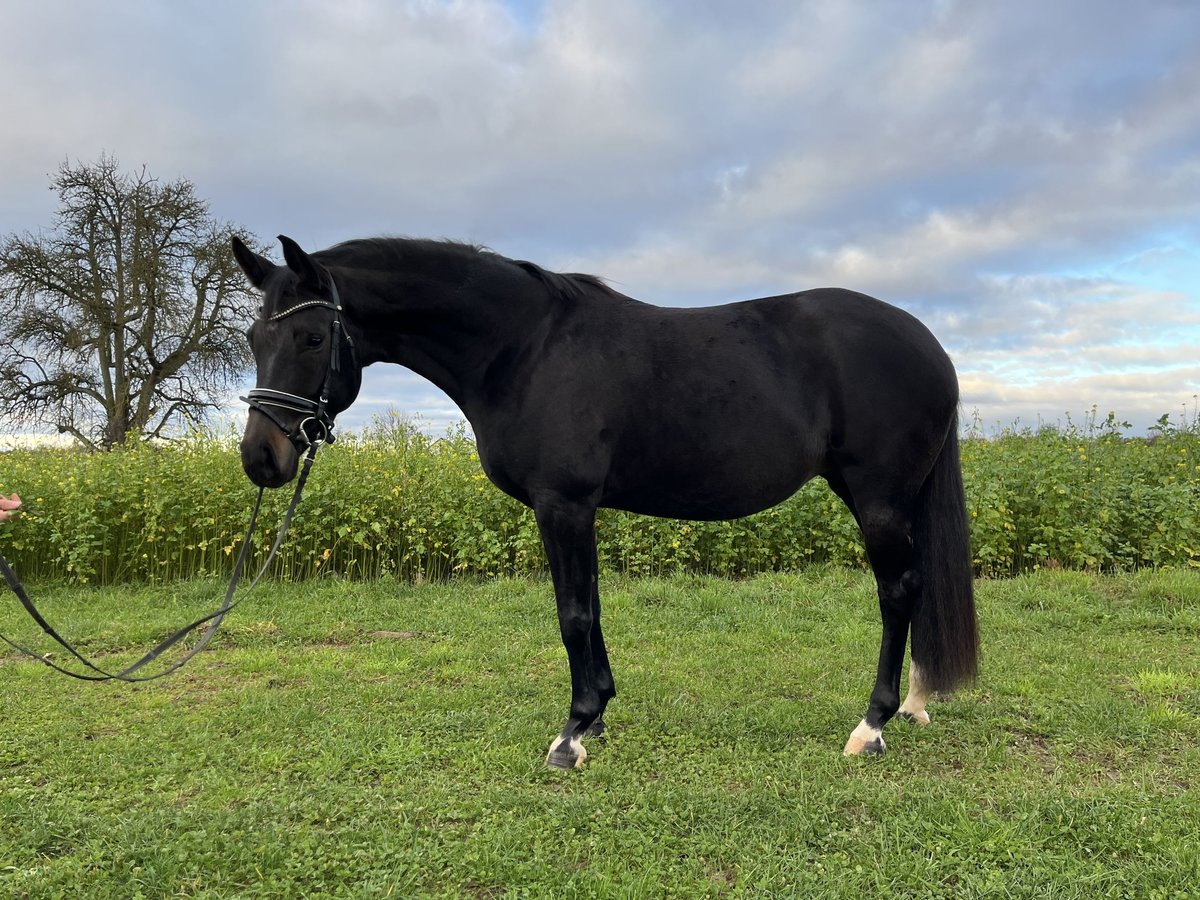 Oldenburgo Yegua 6 años 168 cm Negro in Besigheim